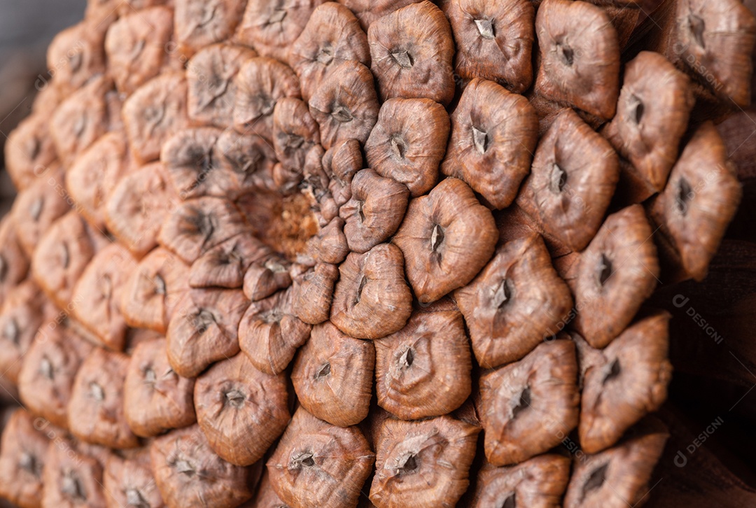 Detalhes de uma pinha