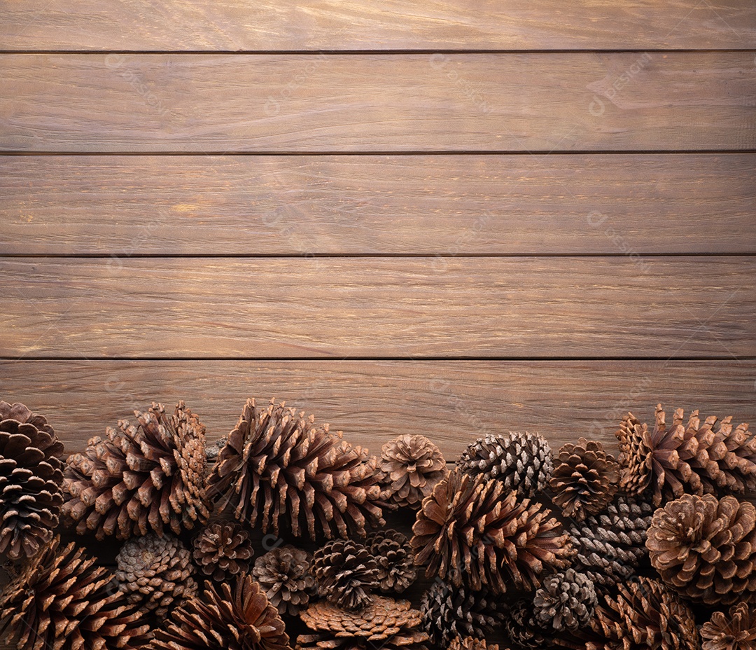 Grupo de pinhas do pinheiro