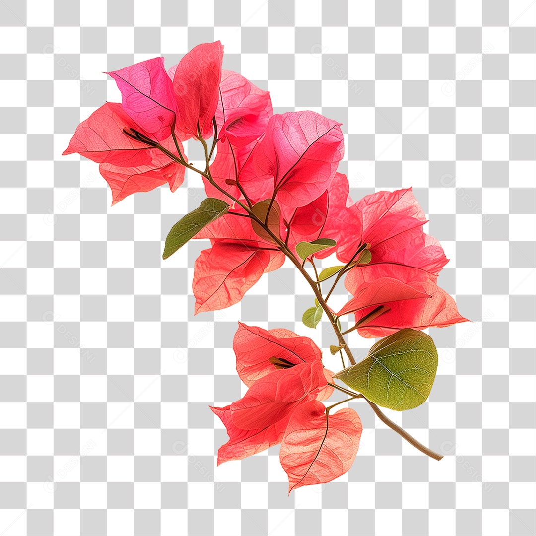Flores de Buganvília PNG Transparente