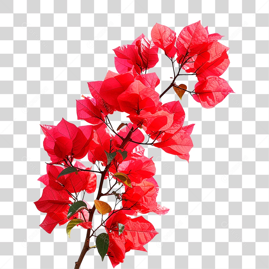 Flores de Buganvília PNG Transparente