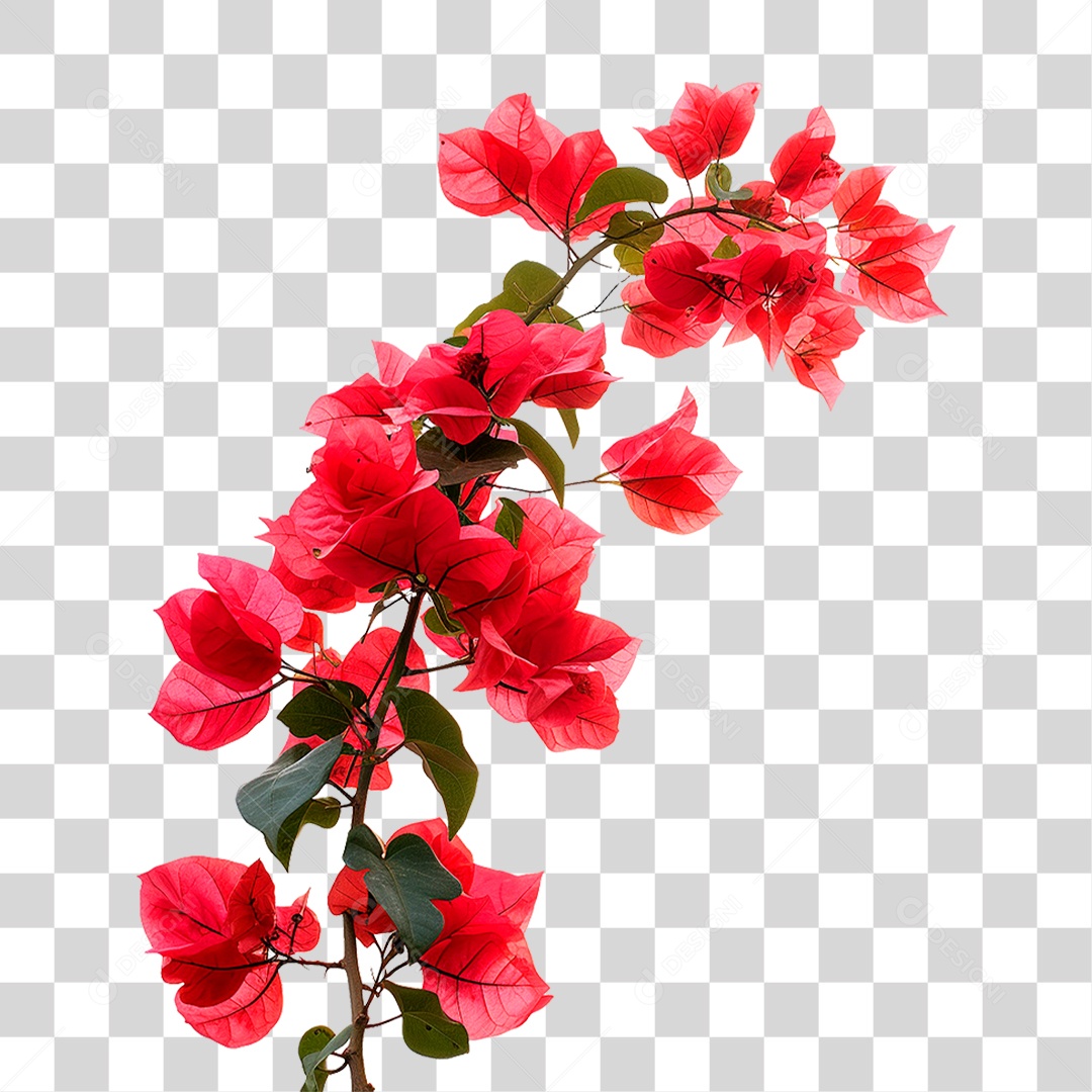 Flores de Buganvília PNG Transparente