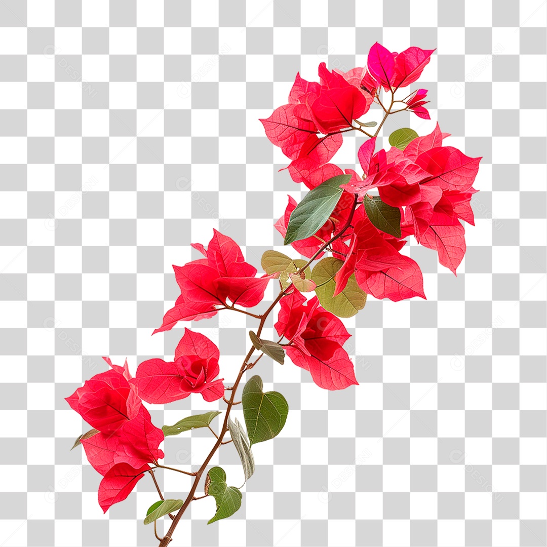 Flores de Buganvília PNG Transparente