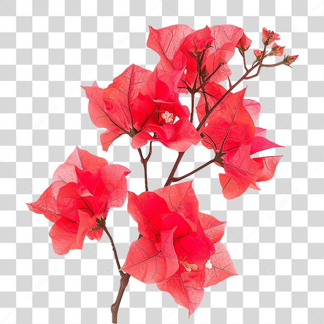 Flores de Buganvília PNG Transparente