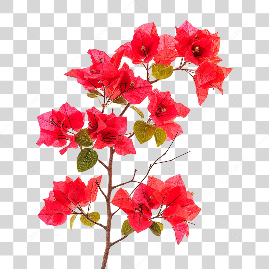 Flores de Buganvília PNG Transparente