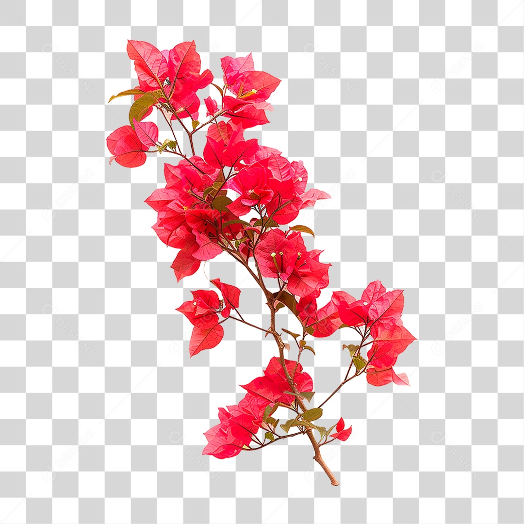 Flores de Buganvília PNG Transparente
