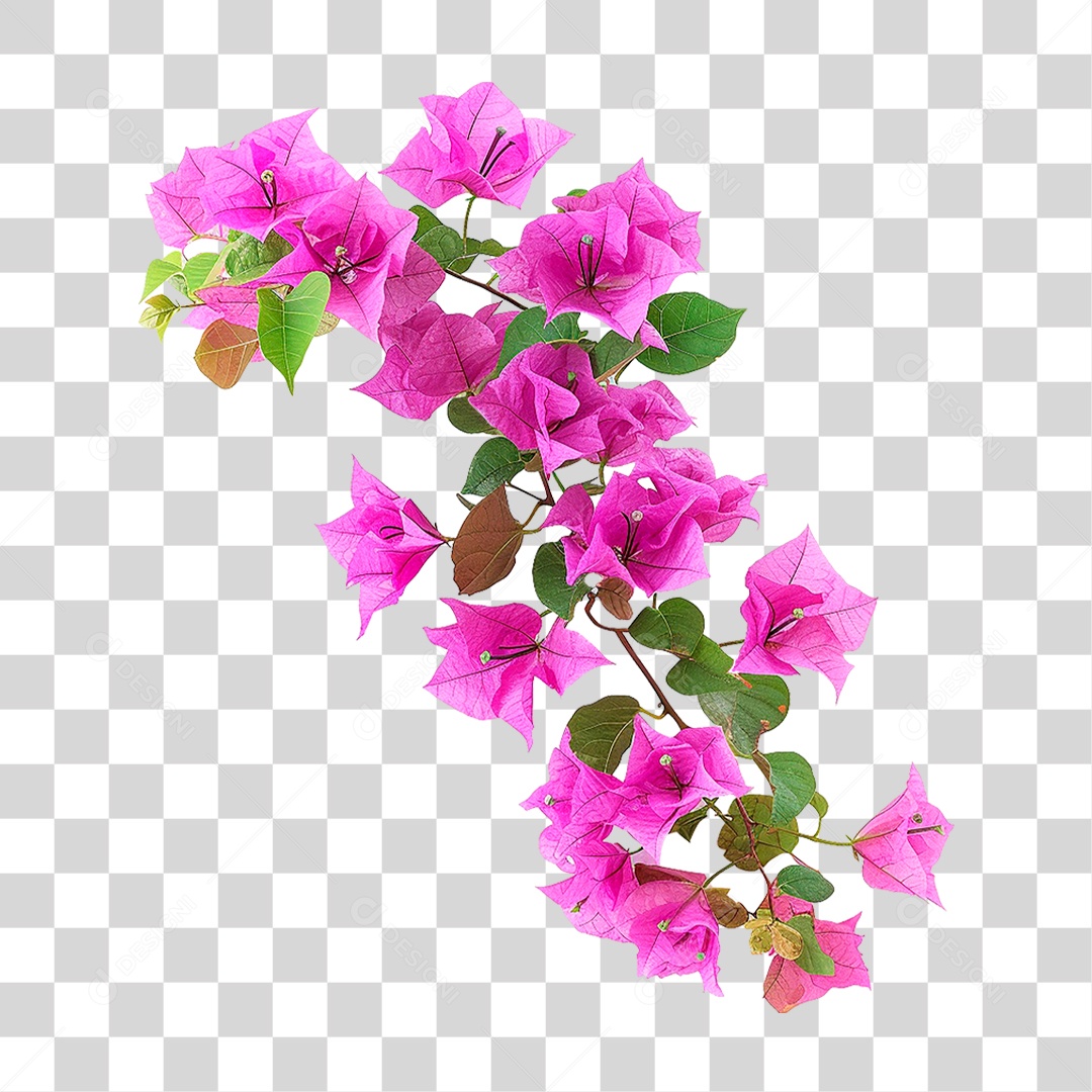 Flores de Buganvília PNG Transparente