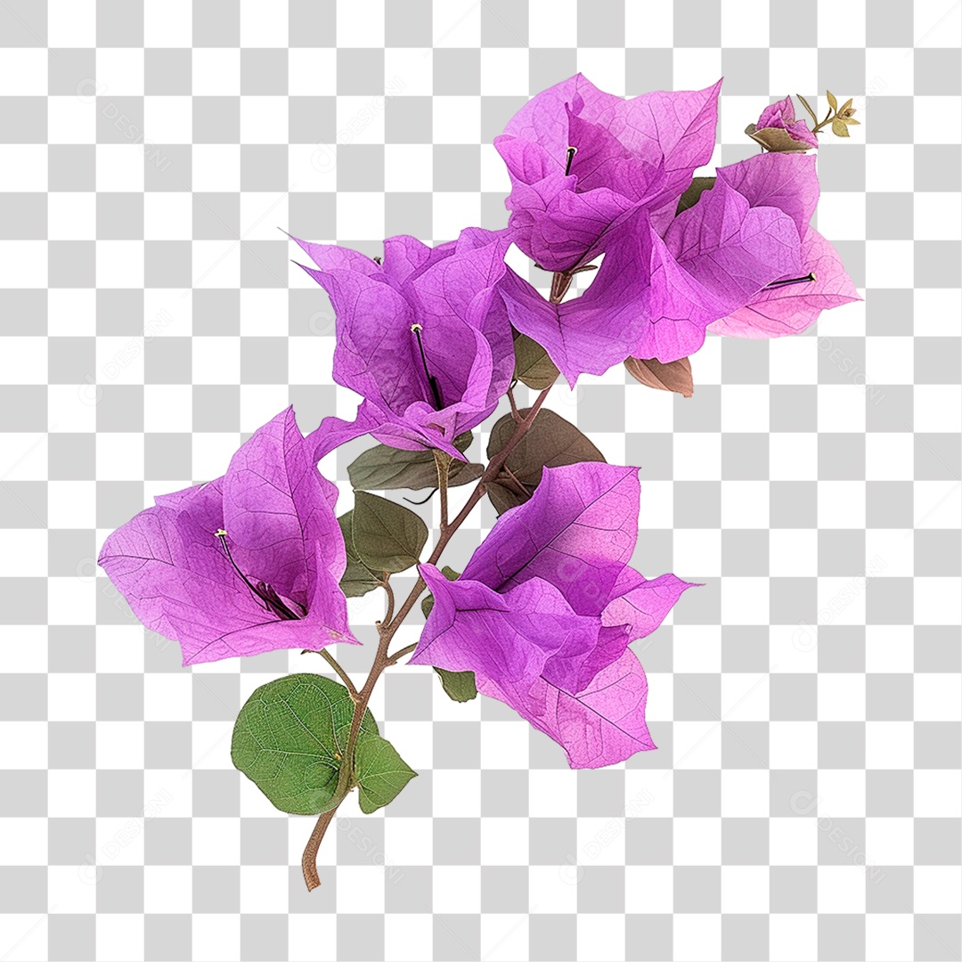 Flores de Buganvília PNG Transparente
