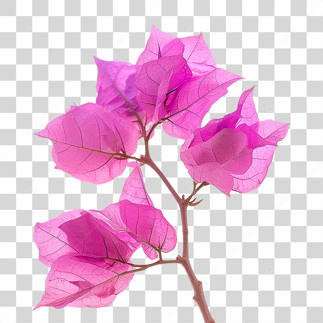 Flores de Buganvília PNG Transparente