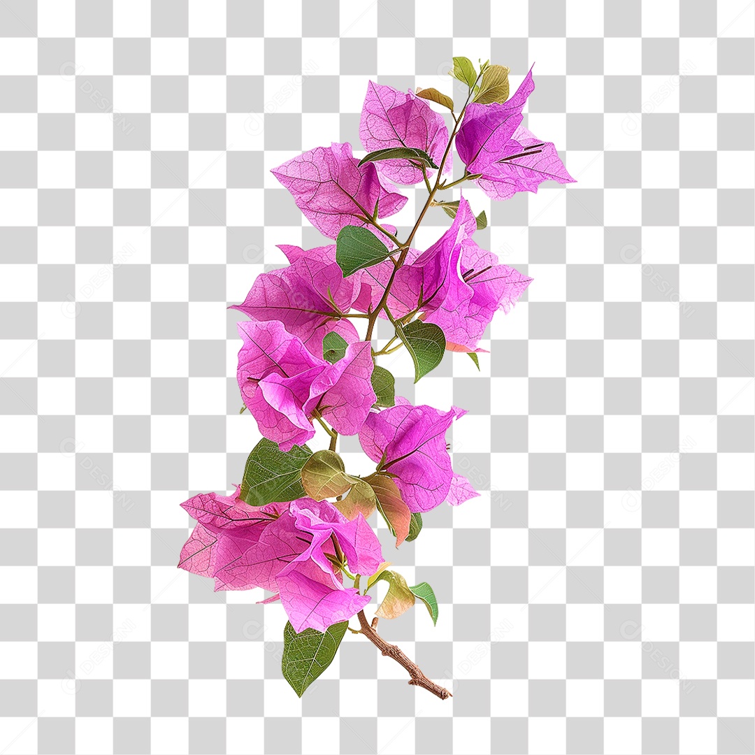 Flores de Buganvília PNG Transparente