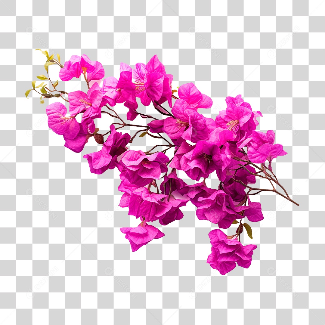 Flores de Buganvília PNG Transparente