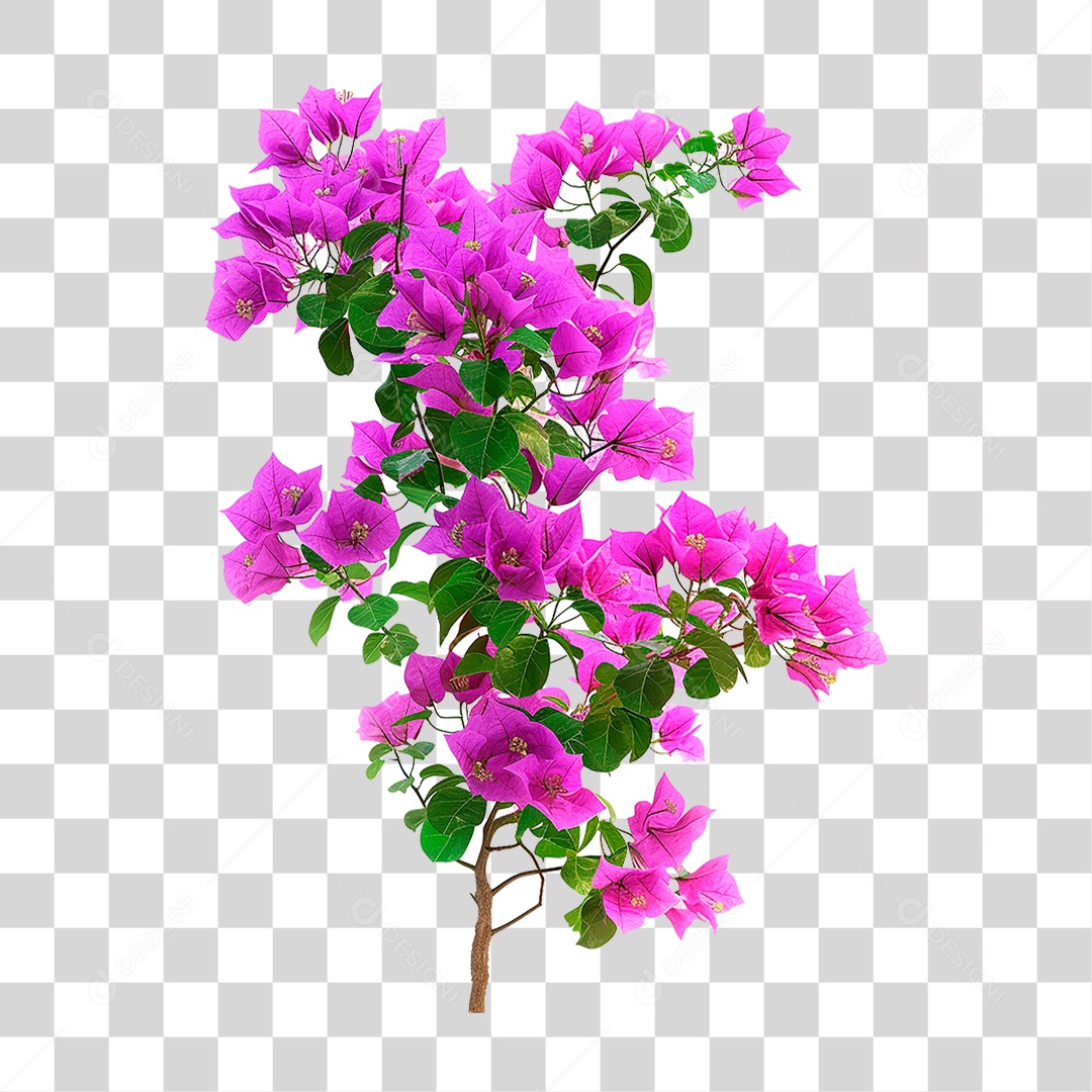 Flores de Buganvília PNG Transparente