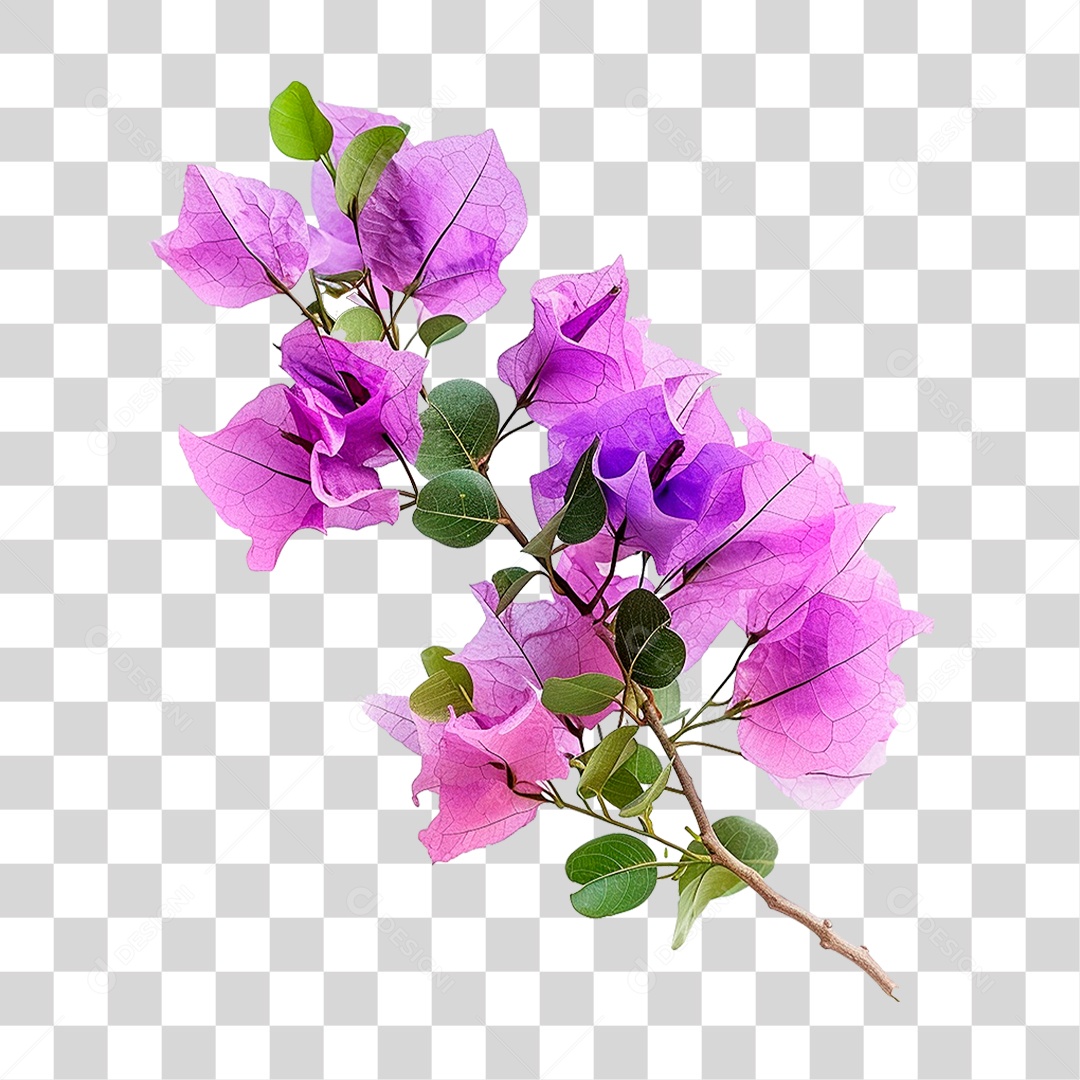 Flores de Buganvília PNG Transparente