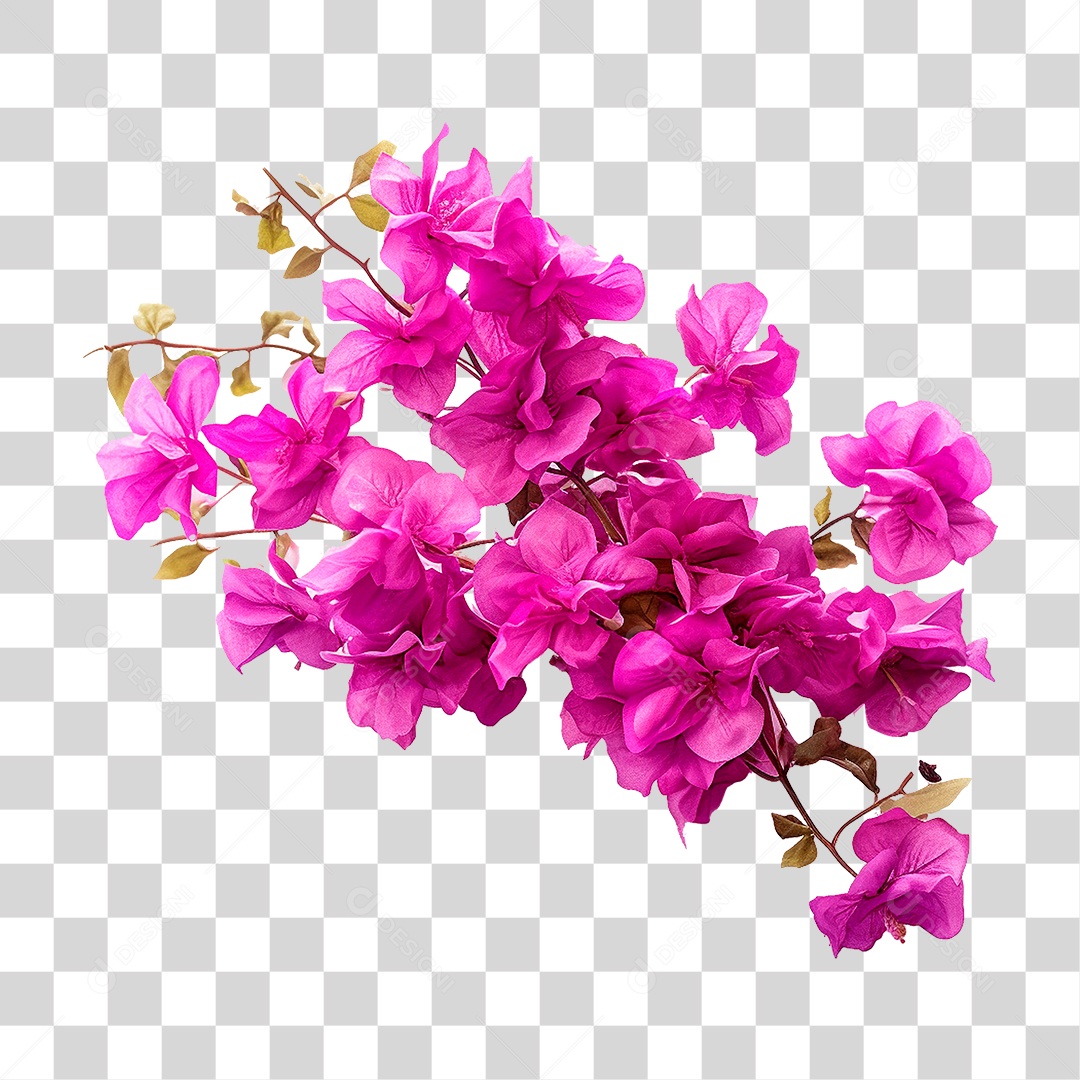 Flores de Buganvília PNG Transparente