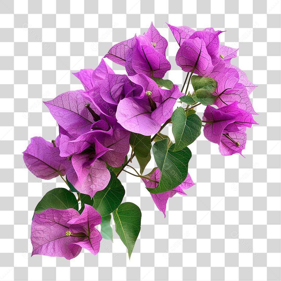 Flores de Buganvília PNG Transparente