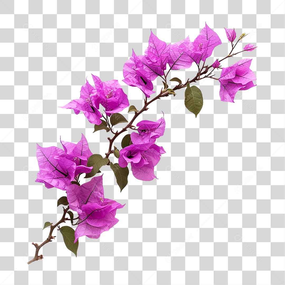 Flores de Buganvília PNG Transparente