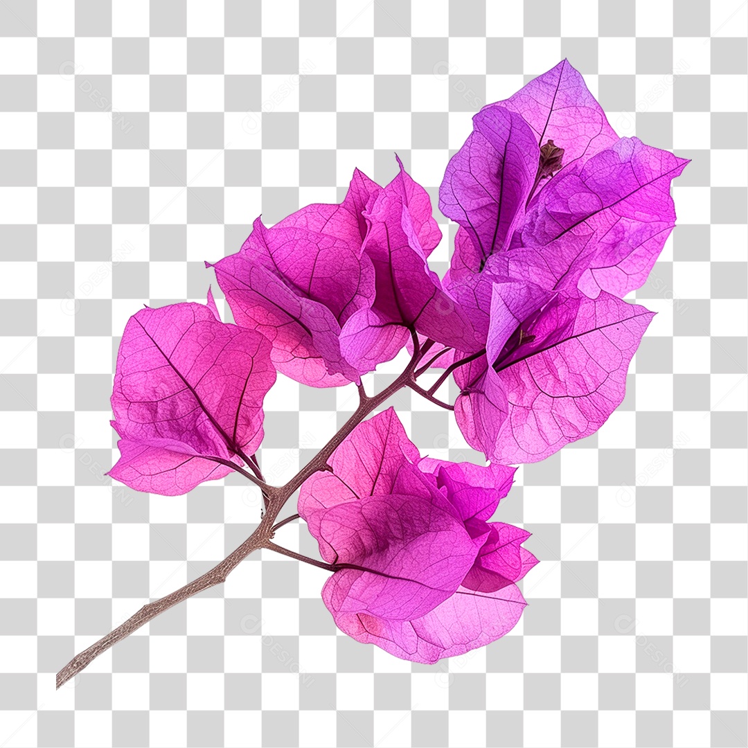 Flores de Buganvília PNG Transparente