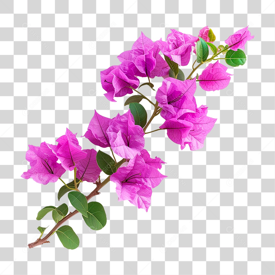 Flores de Buganvília PNG Transparente