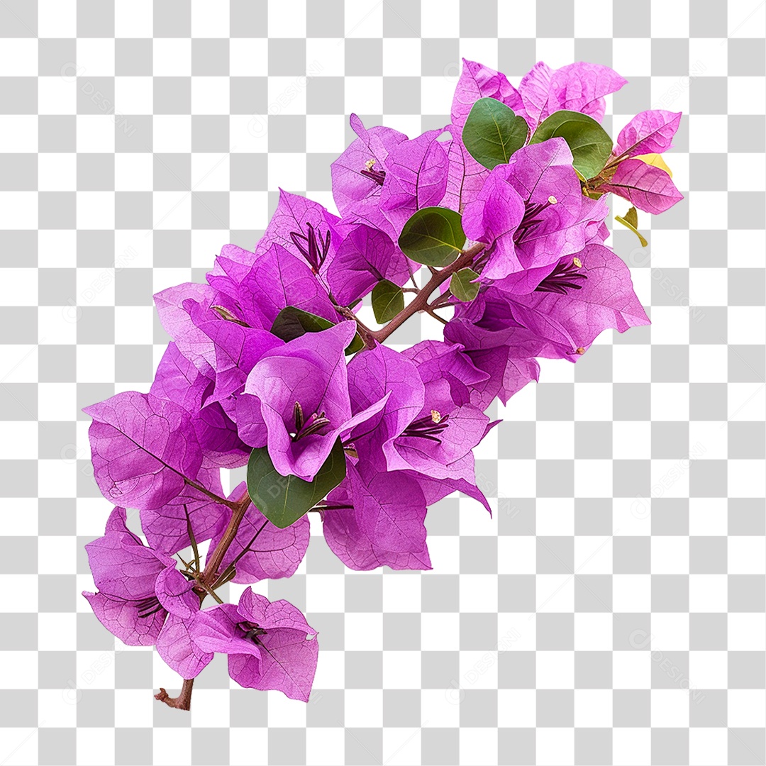Flores de Buganvília PNG Transparente