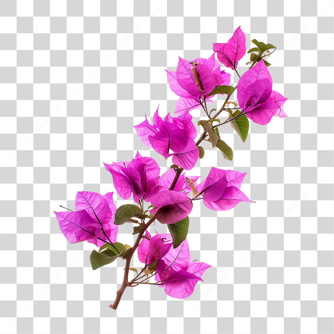 Flores de Buganvília PNG Transparente