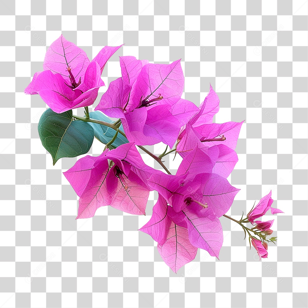 Flores de Buganvília PNG Transparente