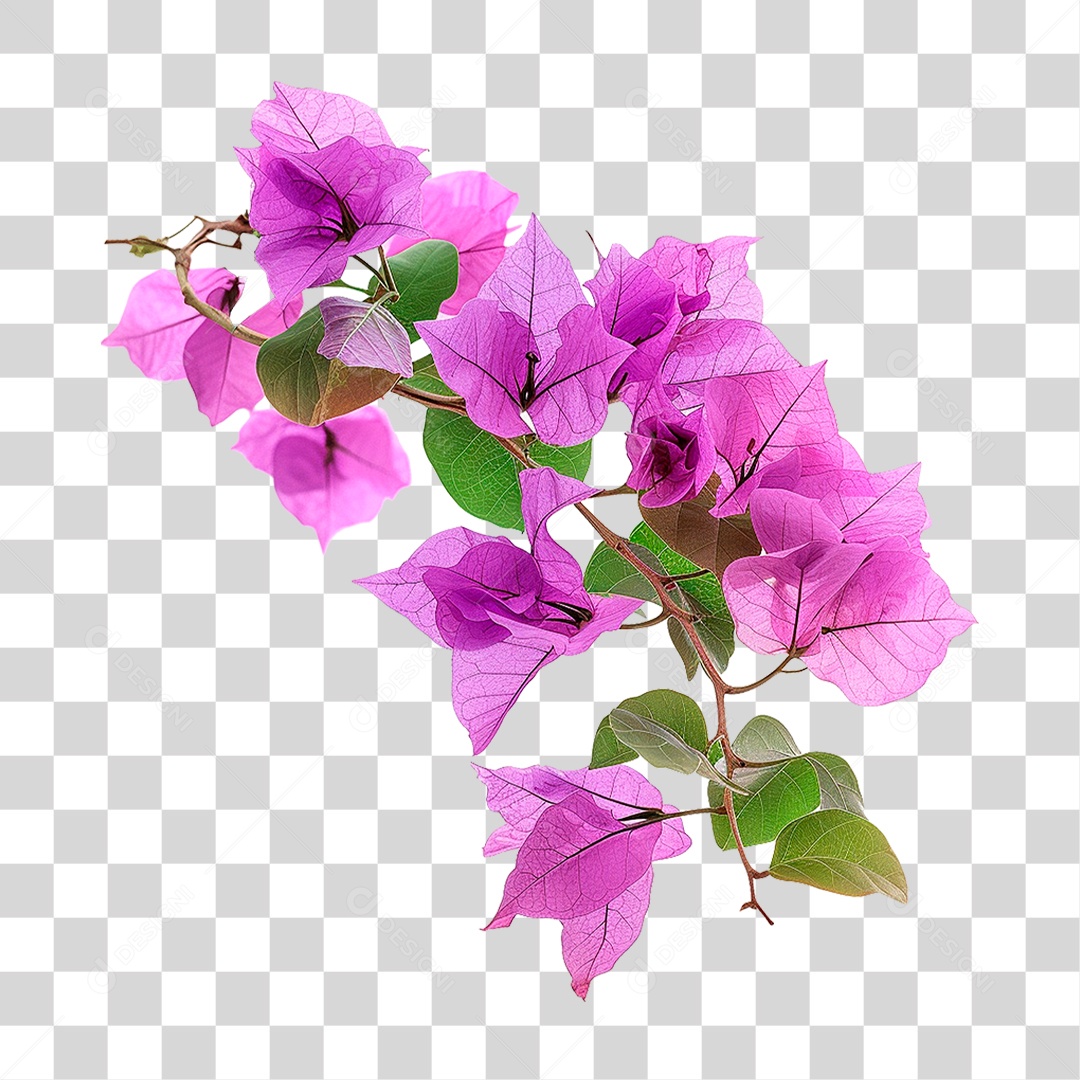 Flores de Buganvília PNG Transparente