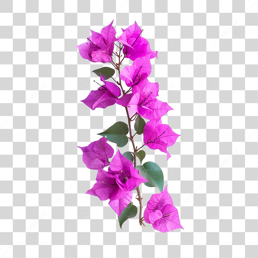 Flores de Buganvília PNG Transparente