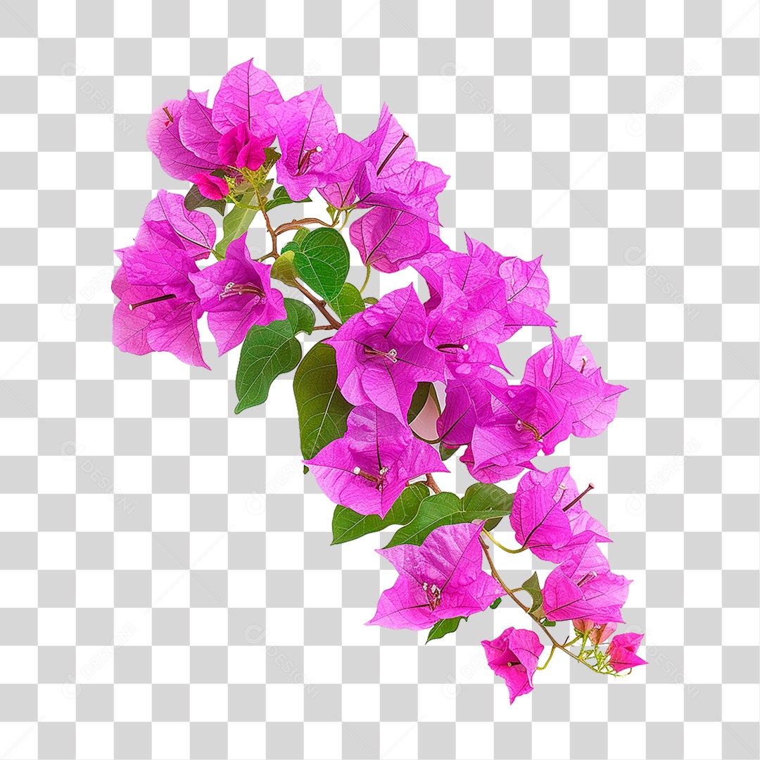 Flores de Buganvília PNG Transparente