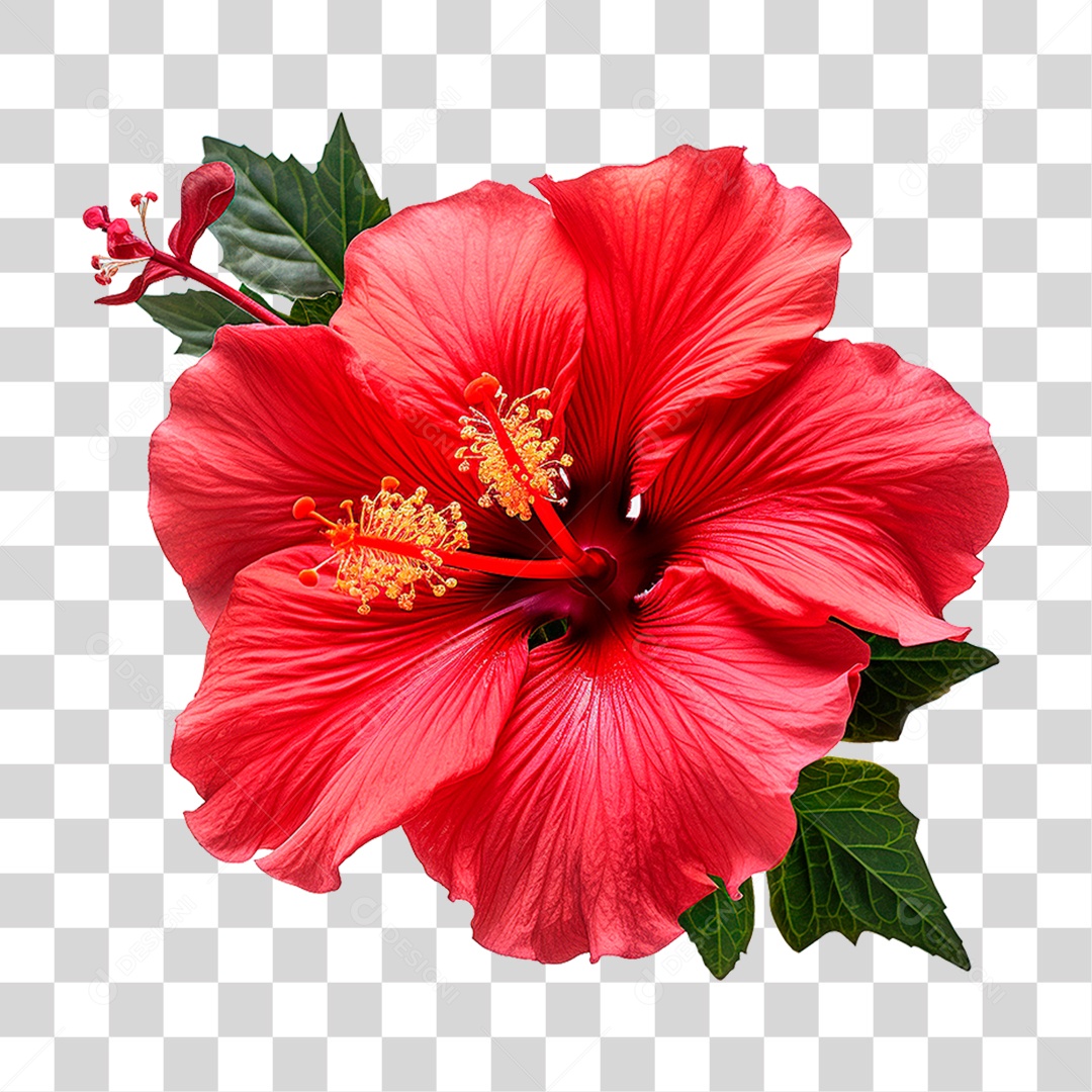 Flor Vermelha PNG Transparente
