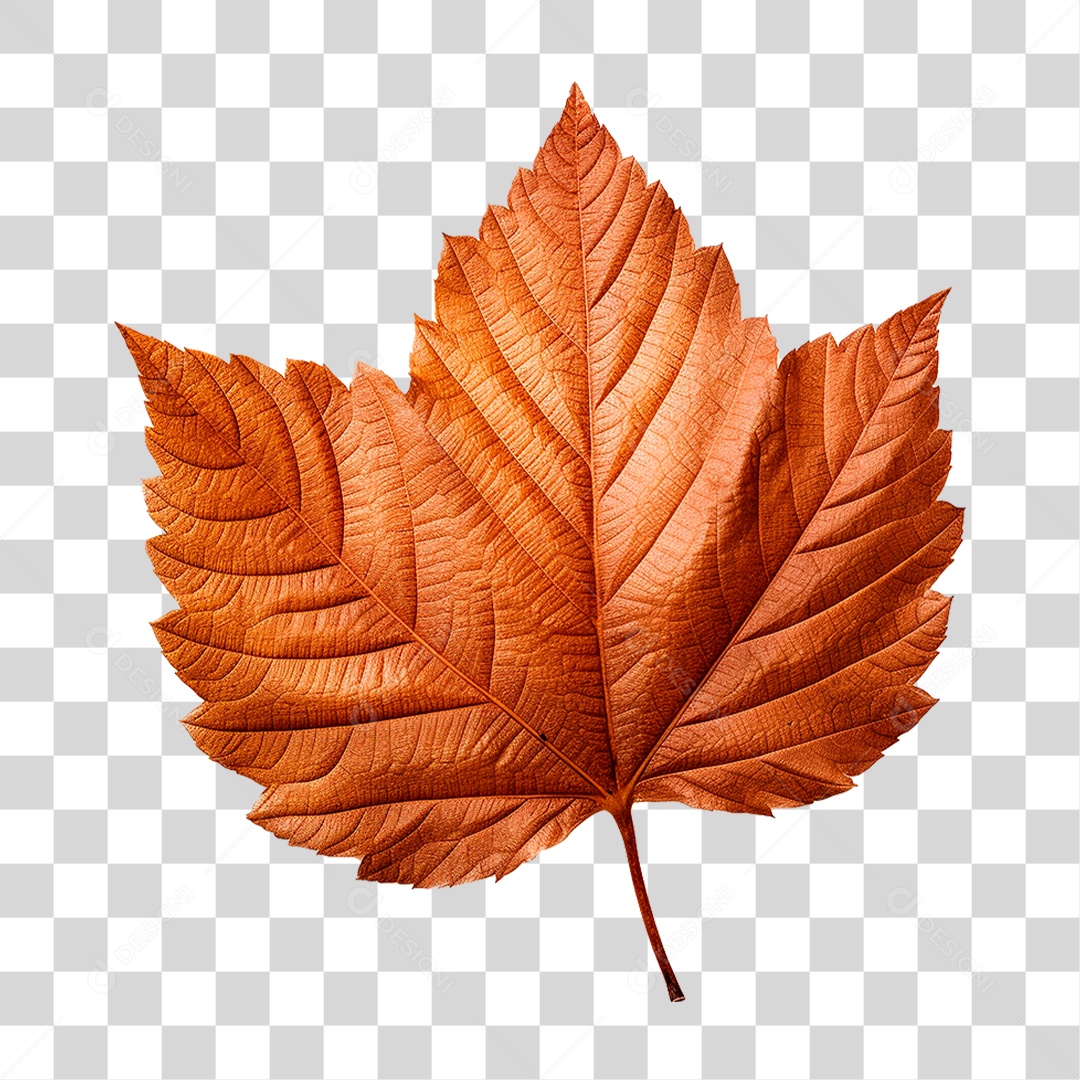 Folha Seca PNG Transparente