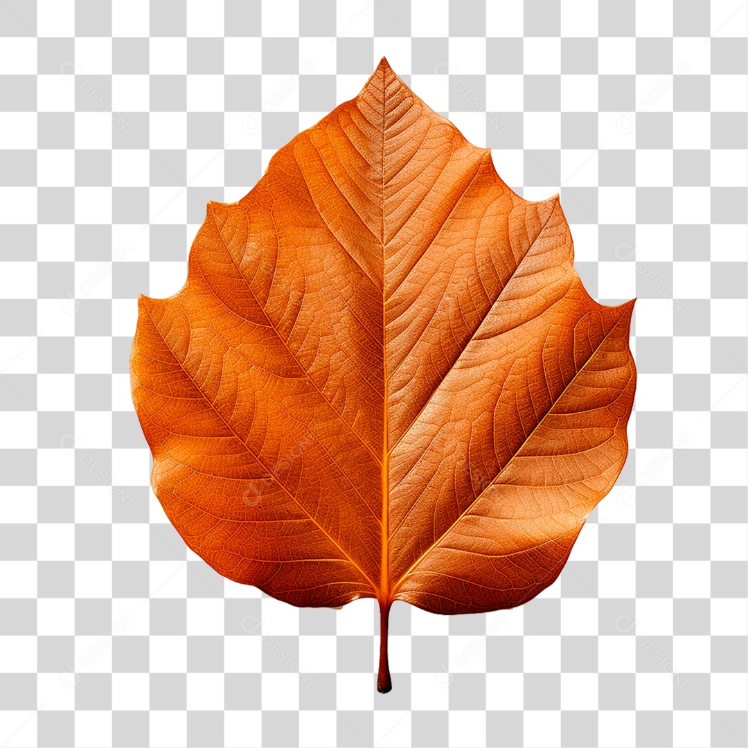 Folha Seca PNG Transparente