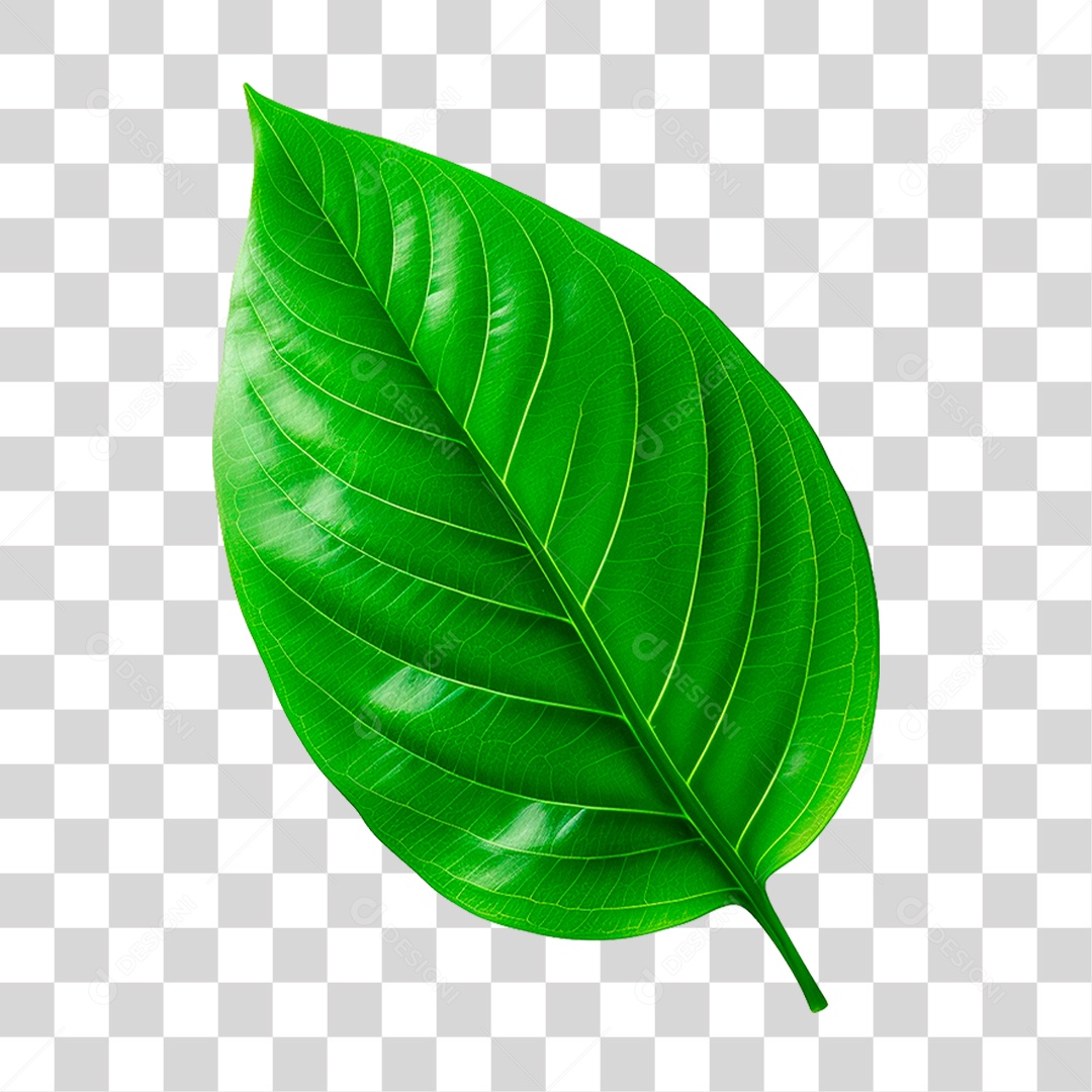Folha Verde PNG Transparente