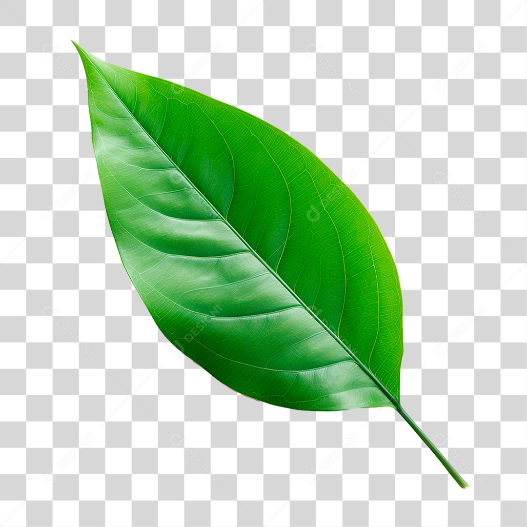 Folha Verde PNG Transparente