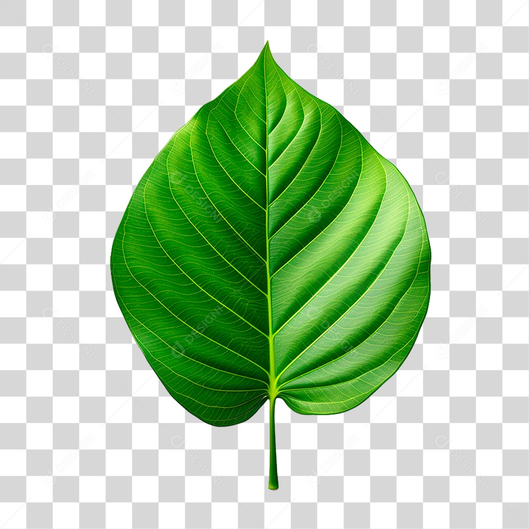 Folha Verde PNG Transparente