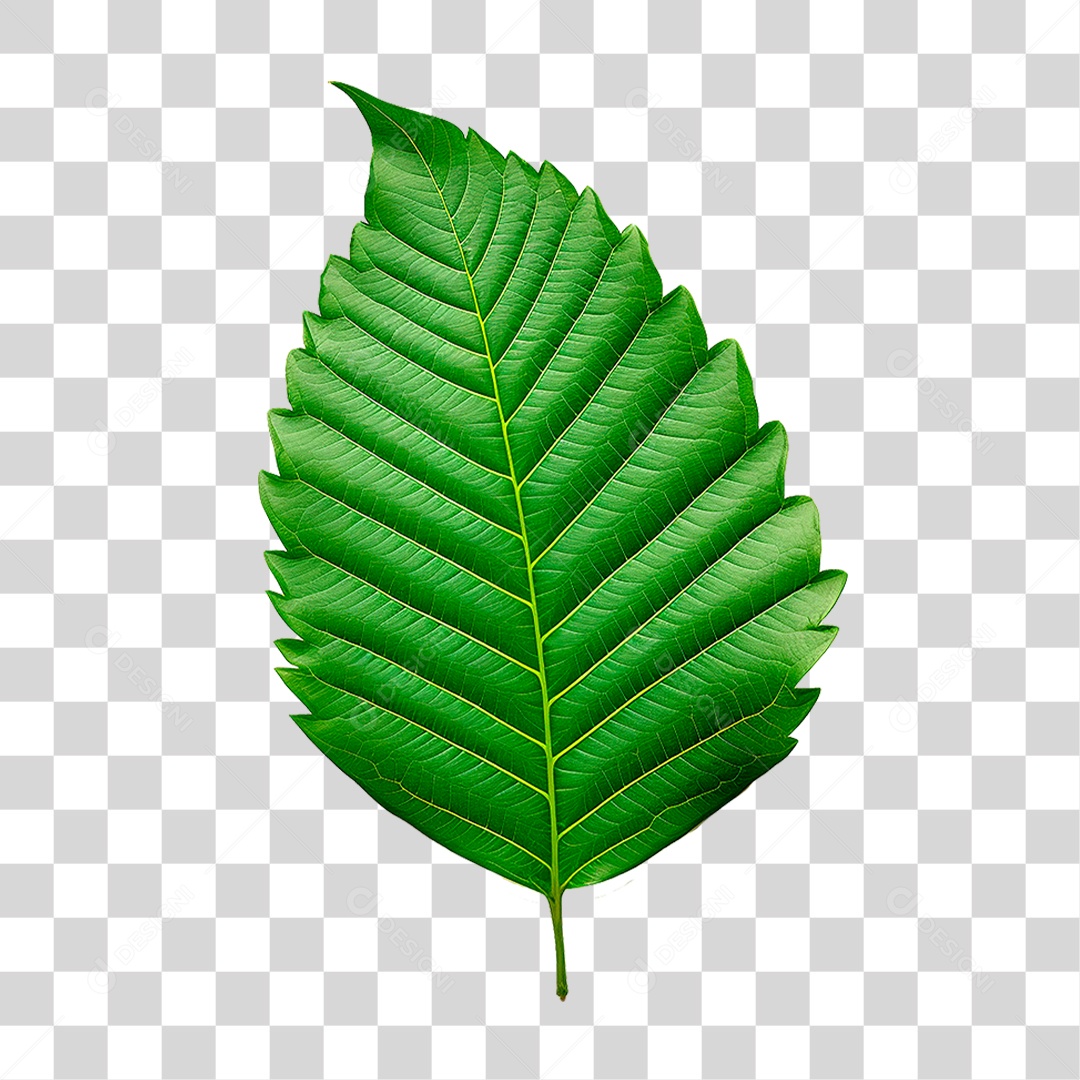 Folha Verde PNG Transparente