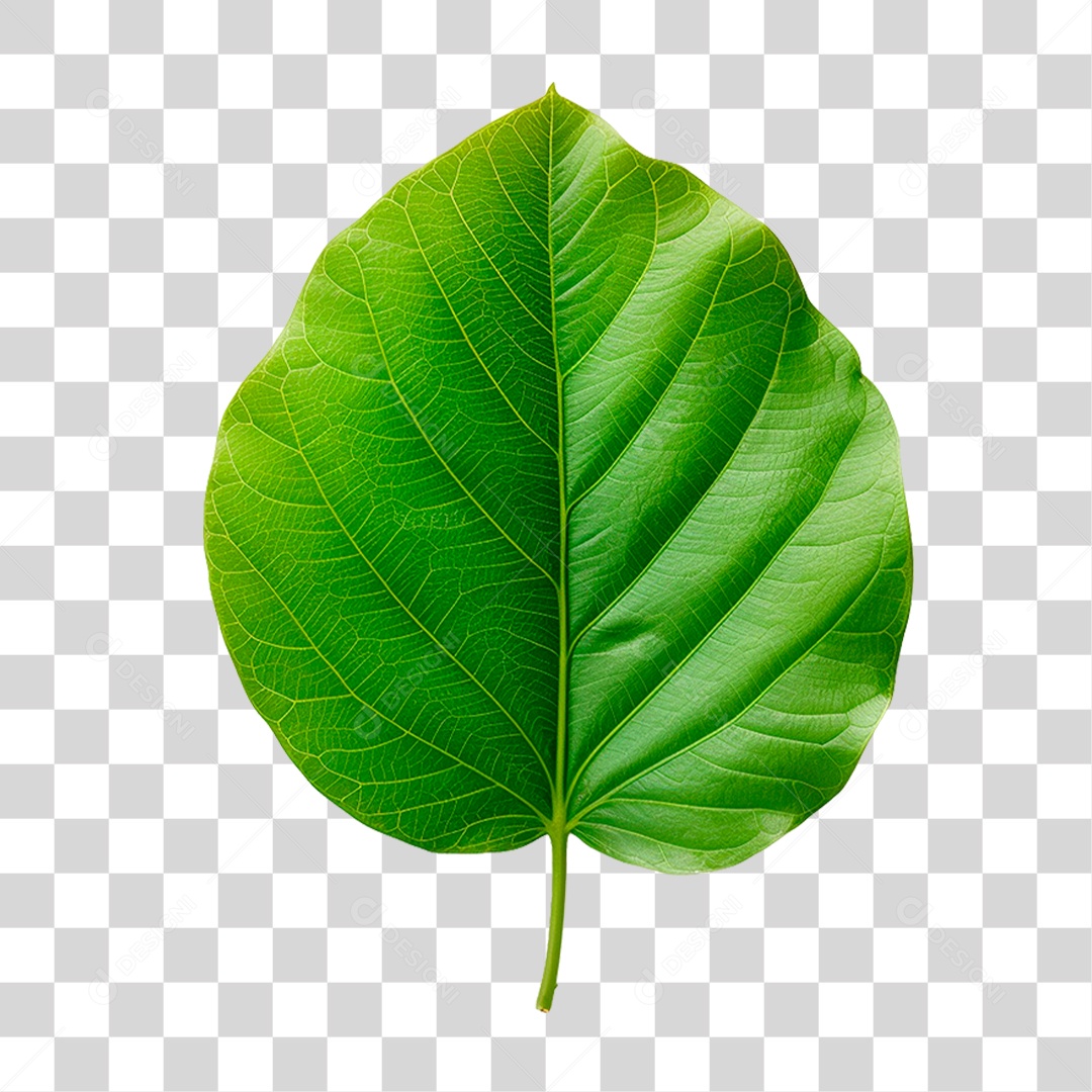 Folha Verde PNG Transparente