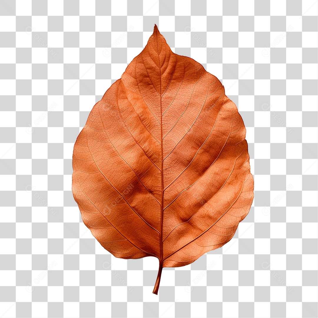 Folha Seca PNG Transparente