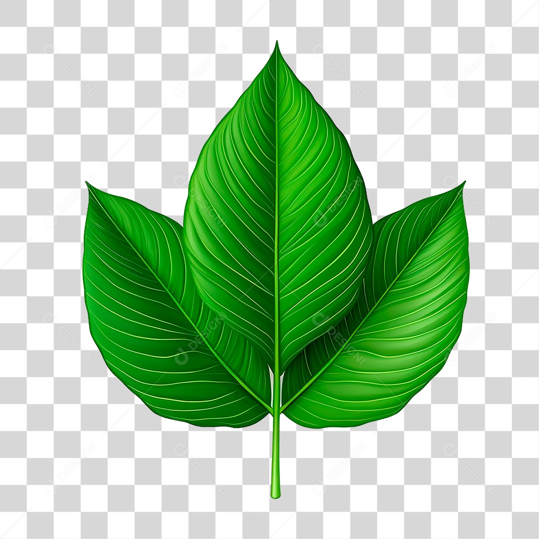Folha Verde PNG Transparente