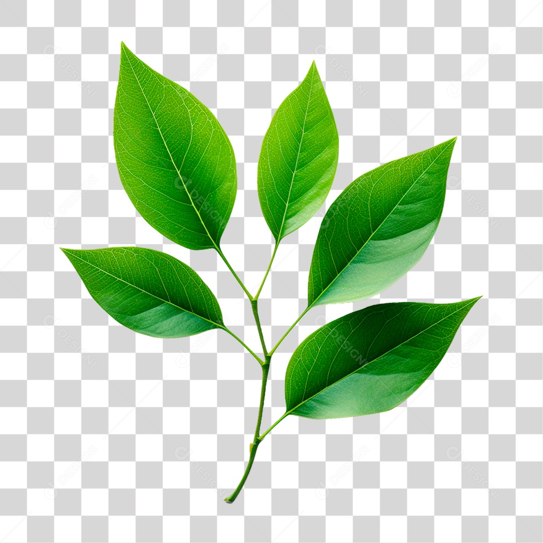 Galho Verde PNG Transparente
