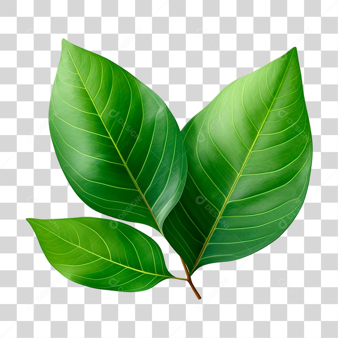 Folha Verde PNG Transparente