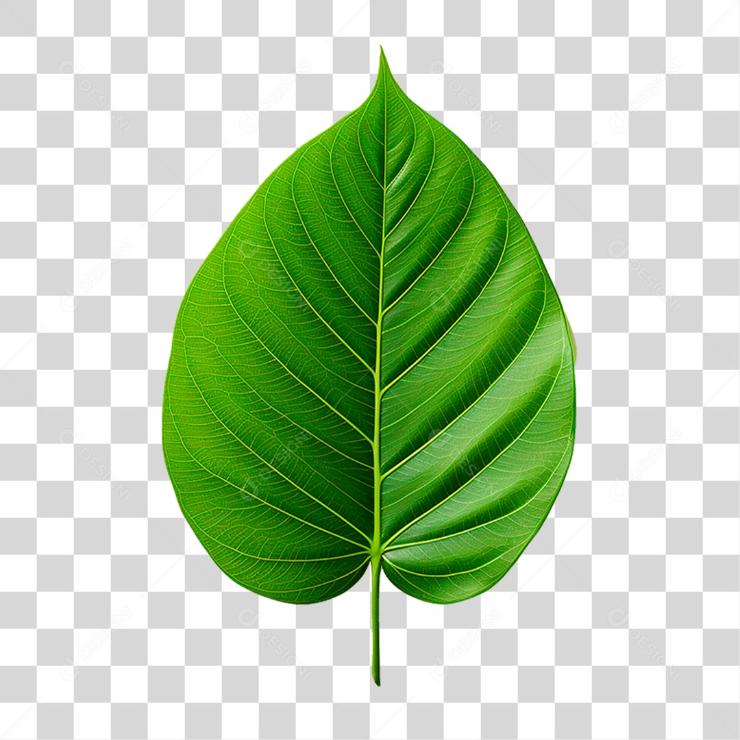Folha Verde PNG Transparente