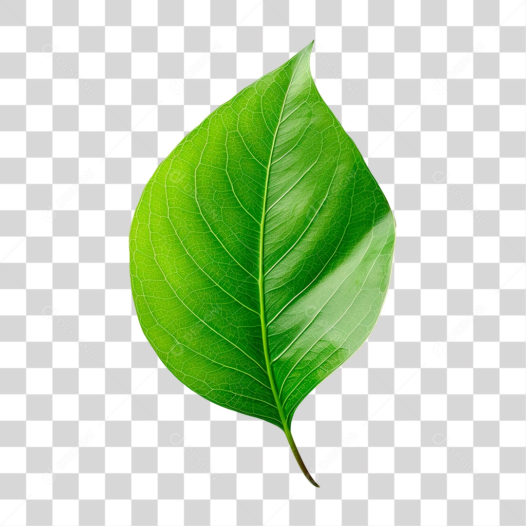 Folha Verde PNG Transparente