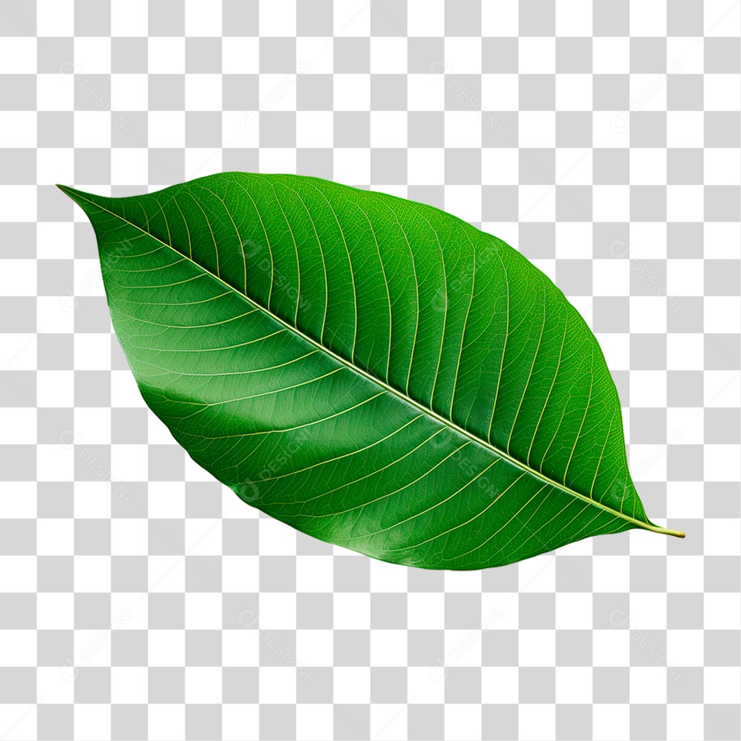 Folha de Hortelã PNG Transparente