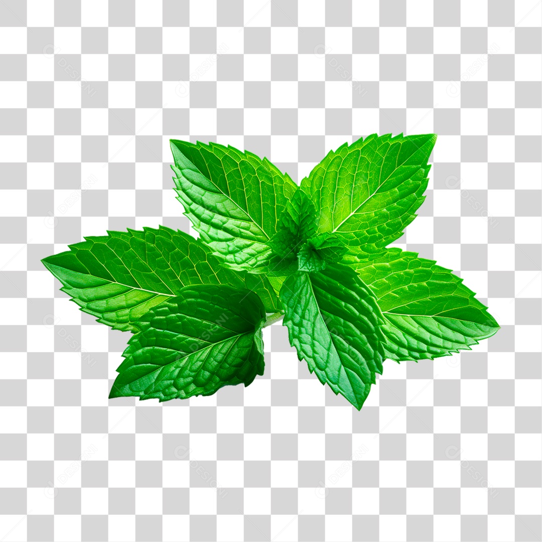 Folha de Hortelã PNG Transparente