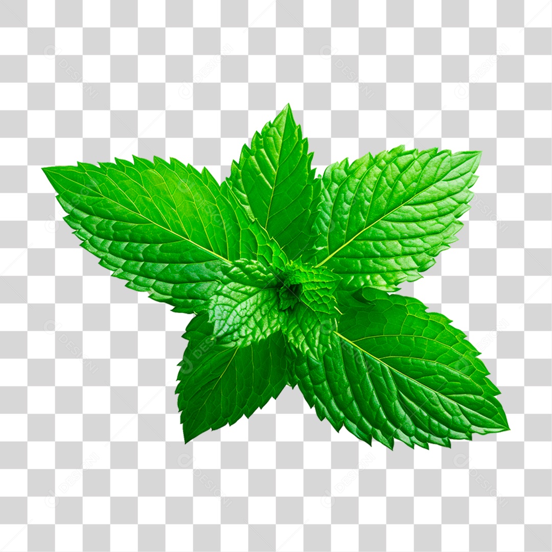Folha de Hortelã PNG Transparente