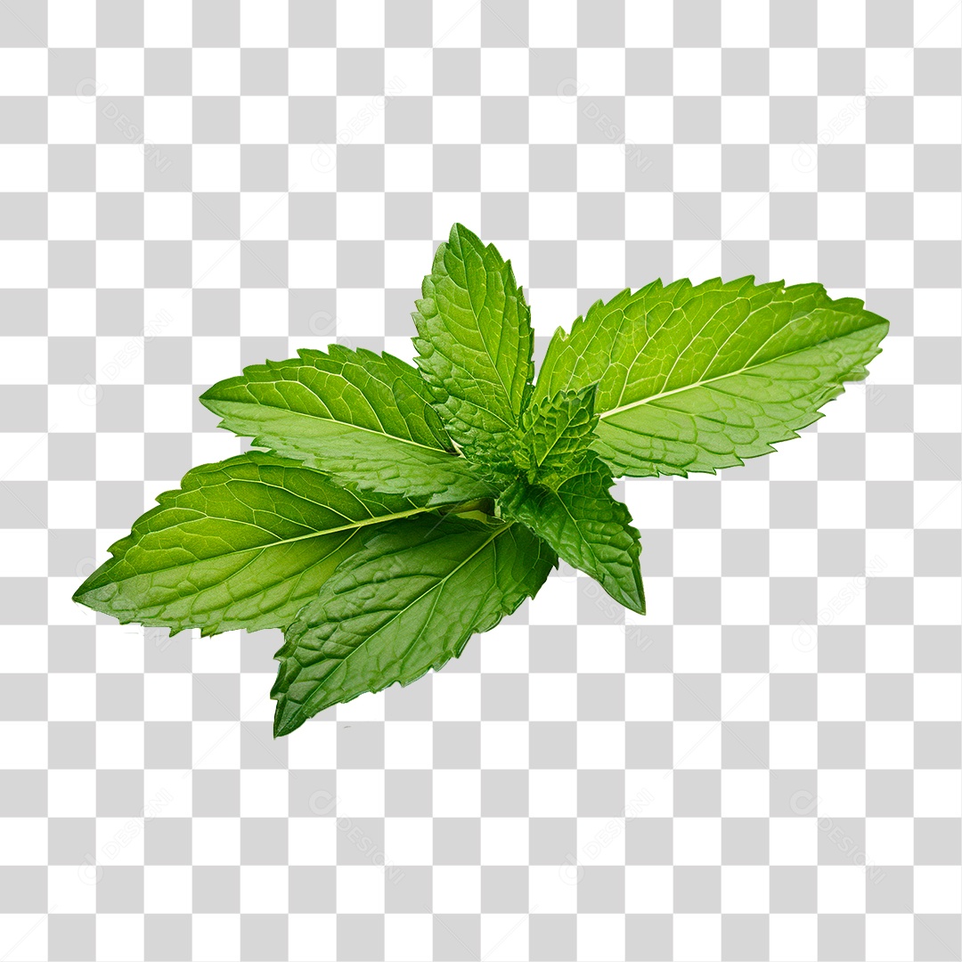 Folha de Hortelã PNG Transparente