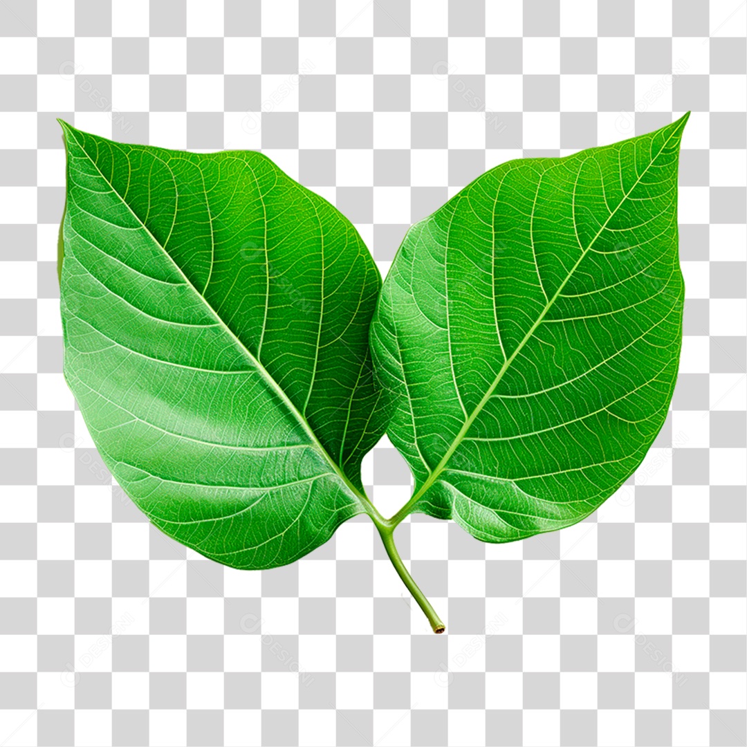 Folhas Verde PNG Transparente