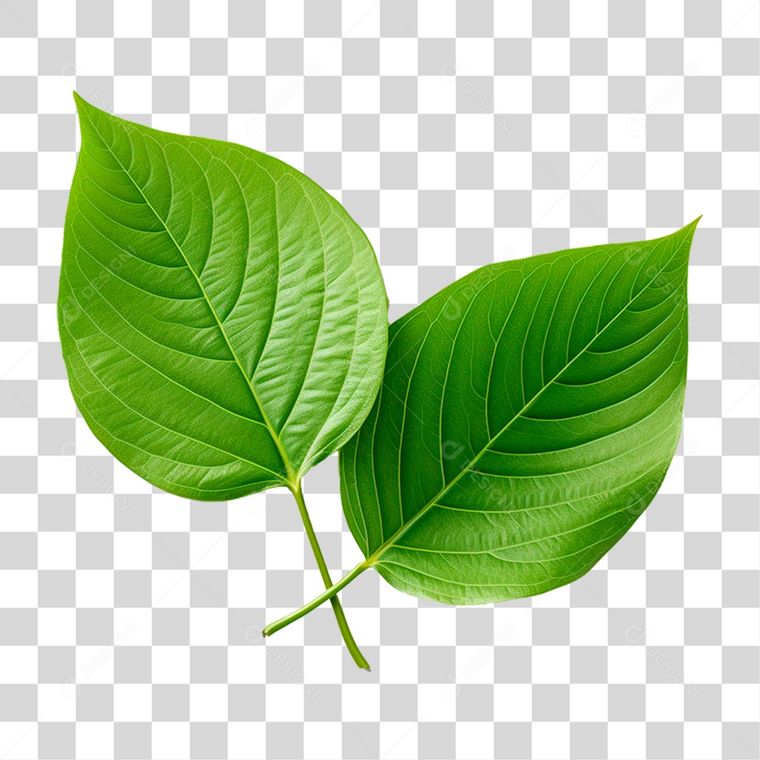 Folha Verde PNG Transparente