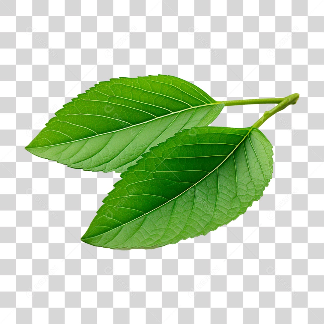 Folha Verde PNG Transparente