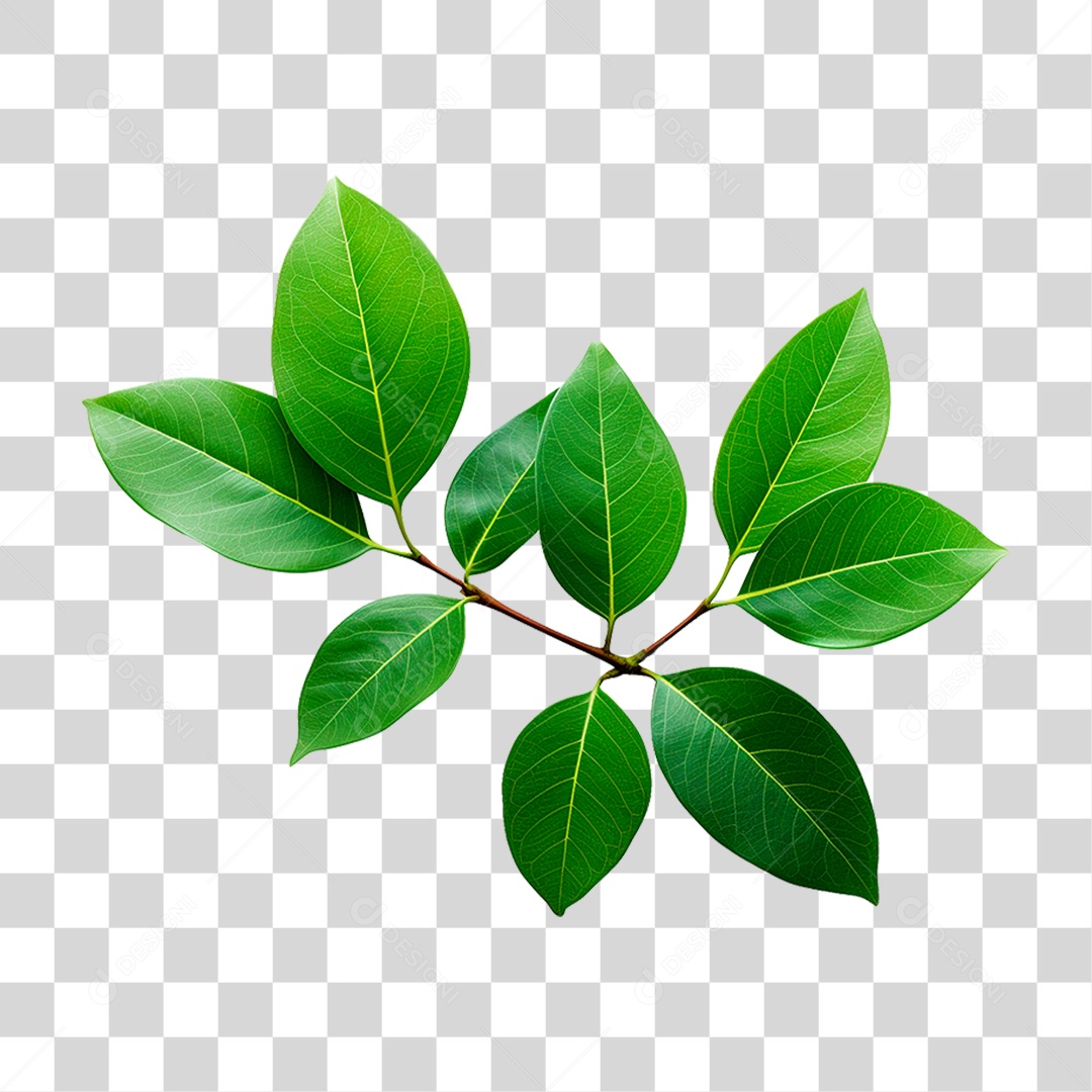 Folha Verde PNG Transparente