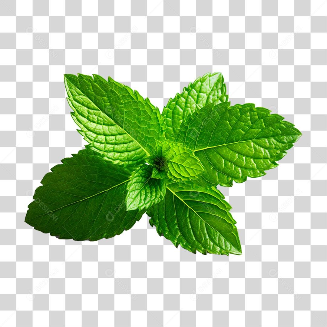 Folha de Hortelã PNG Transparente